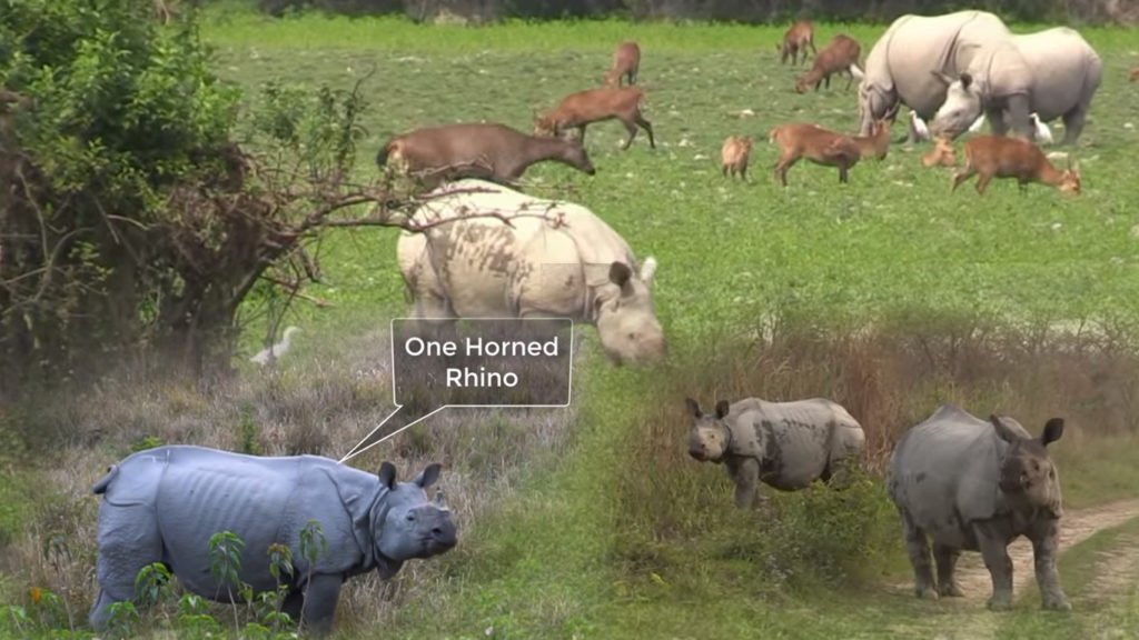 One Horned Rhino of Kaziranga National Park