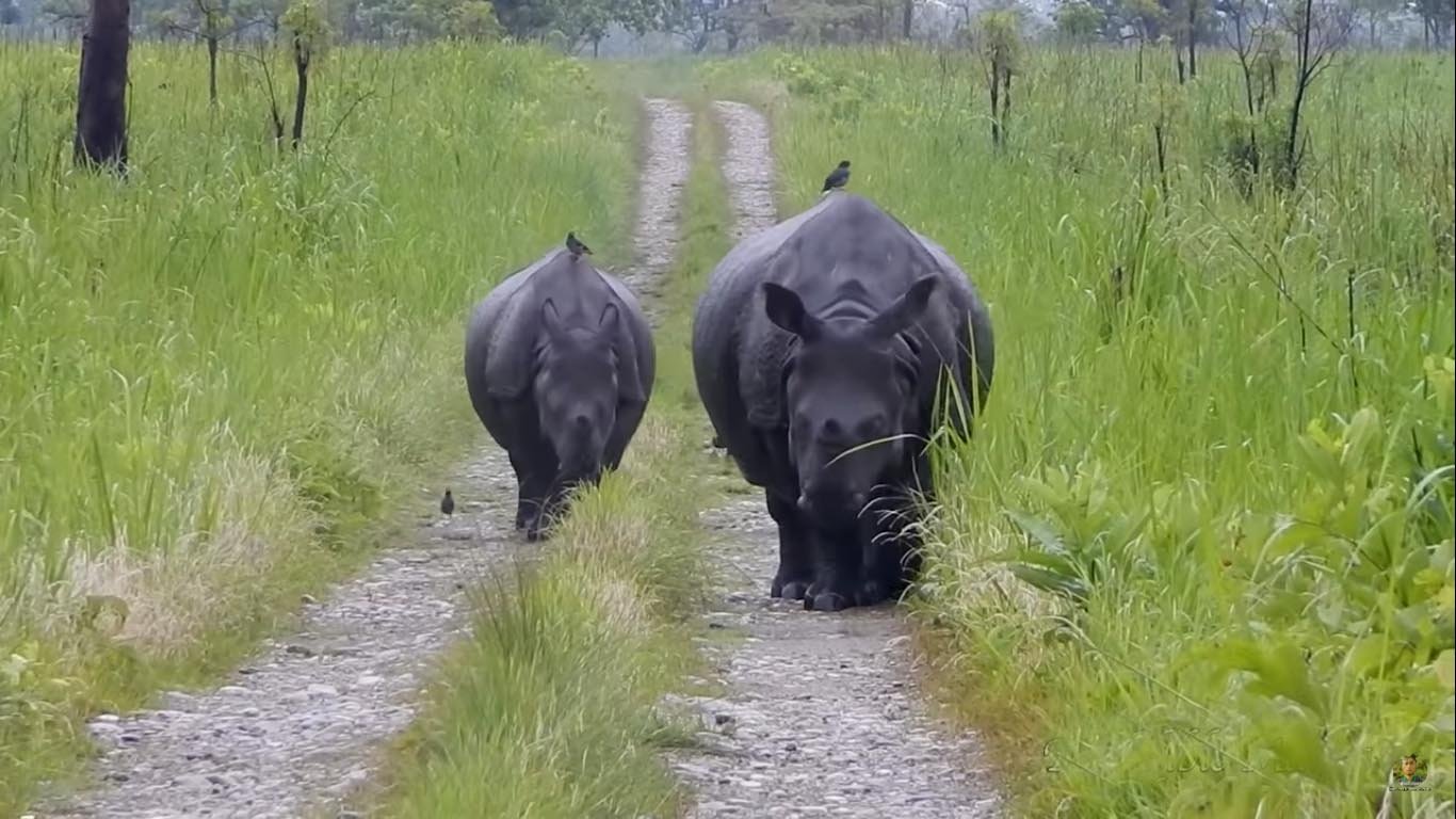 Rhino in manas park