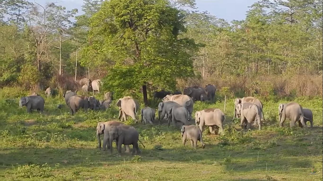 elephants in manas park