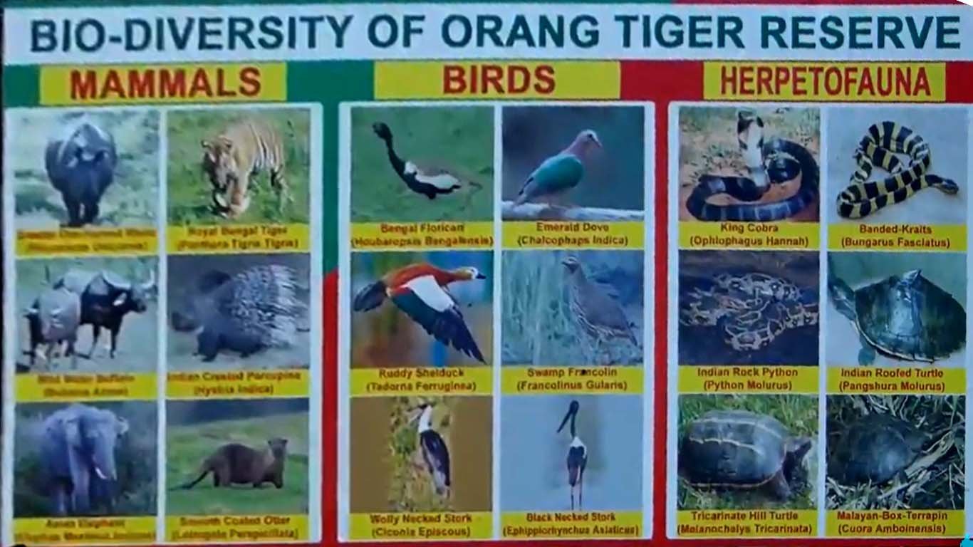 Animals Birds Herpetofauna of orang national park