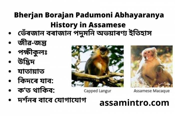 Bherjan Borajan Padumoni Abhayaranya History in Assamese | ভেৰজান বৰজান পদুমনি বন্যপ্ৰানী অভয়াৰণ্য ইতিহাস