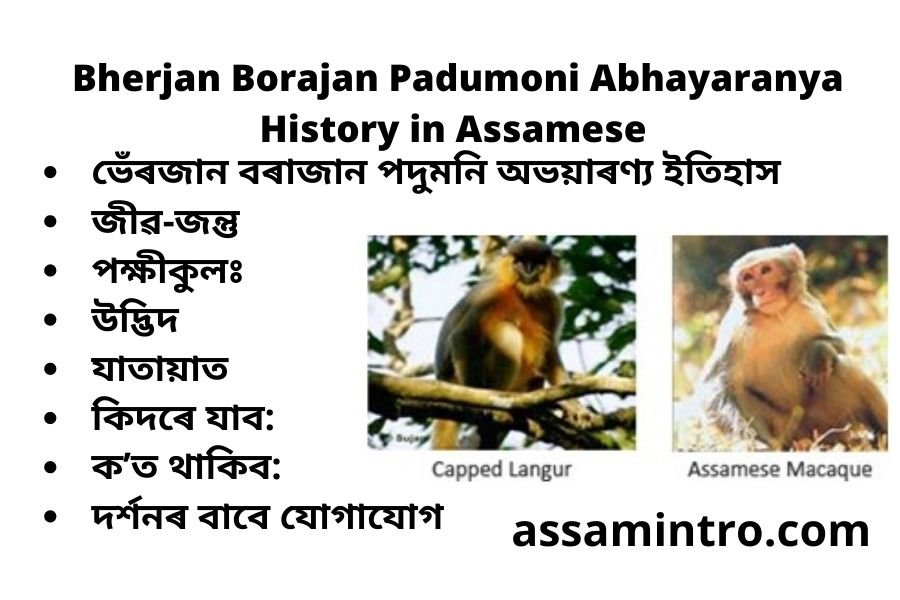 Bherjan Borajan Padumoni Abhayaranya History in Assamese